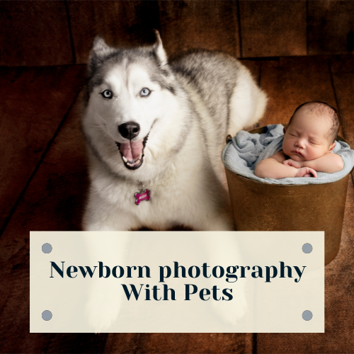 Newborn photography with pets - featured